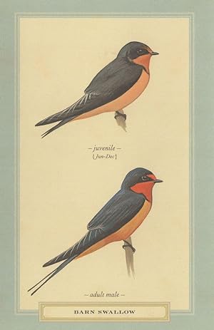 Barn Swallow Juvenile & Adult Stunning Bird Postcard