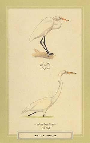 Great Egret Juvenile & Adult Stunning Bird Postcard