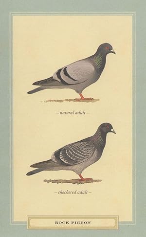 Rock Pigeon Natural & Checkered Adult Painting Bird Postcard