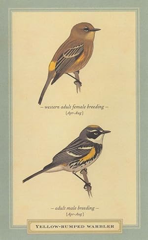 Yellow Bumped Warbler Bird Male & Female Breeding Postcard