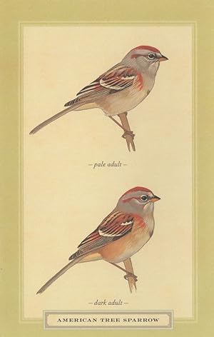 American Tree Sparrow Pale & Dark Adult Bird Stunning Postcard