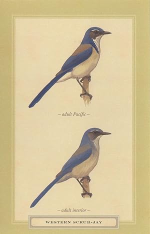 Western Scrub Jay Pacific Bird Stunning Postcard