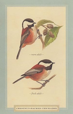 Chestnut Backed Chickadee Young & Old Bird Stunning postcard
