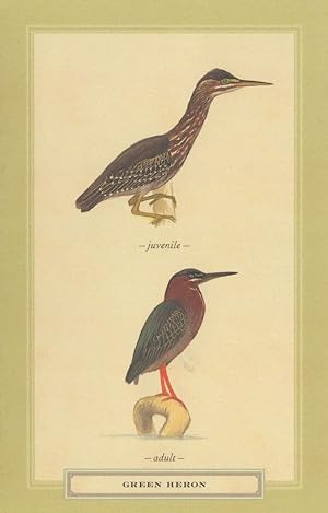 Green Heron Juvenile Stunning Bird Postcard