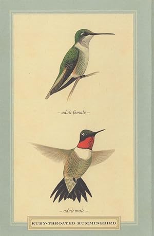 Ruby Throated Hummingbird Male Female Bird Stunning Postcard