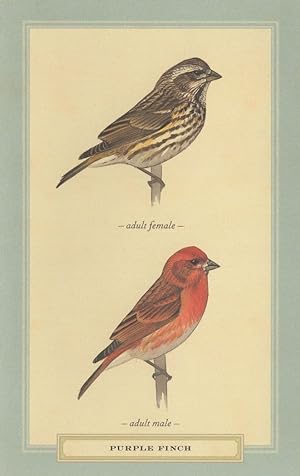 Purple Finch Adult Male Female Bird Stunning Postcard