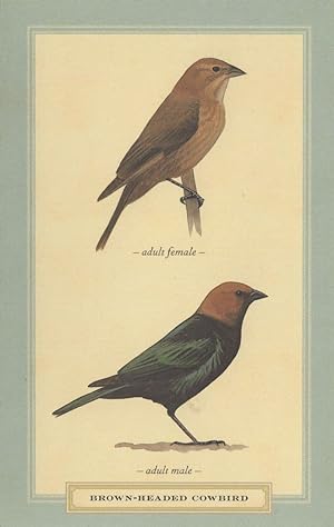 Brown Headed Cowbird Adult Male Female Bird Stunning Postcard
