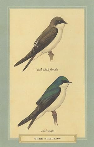 Tree Swallow Adult Male Female Bird Stunning Postcard