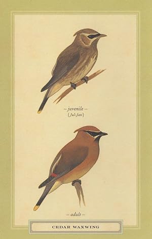 Cedar Waxwing Juvenile & Adult Bird Stunning Postcard