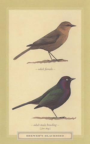 Brewers Blackbird Breeding Stunning Bird Postcard