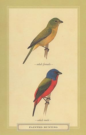 Painted Bunting Adult Male Female Bird Stunning Postcard