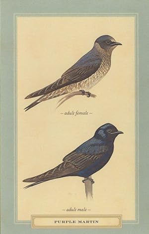 Purple Martin Male Female Adult Bird Stunning Postcard
