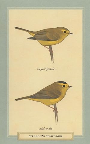 Wilsons Warbler Adult Male Female 1st Year Bird Postcard