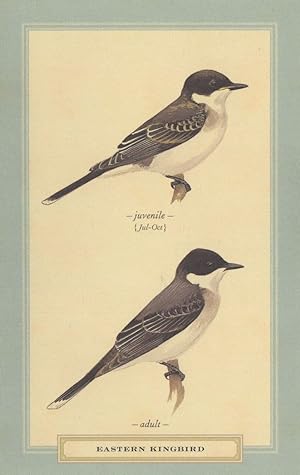 Eastern Kingbird Juvenile & Adult Stunning Bird Postcard