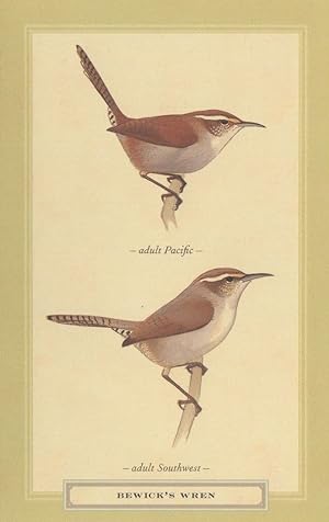 Bewick's Wren Adult Pacific Southwest Bird Postcard