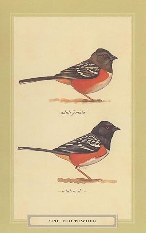 Spotted Towhee Male & Female Bird Stunning Postcard