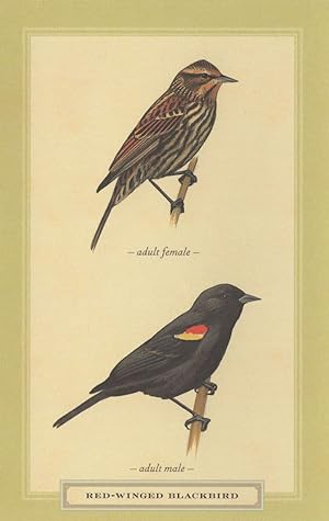 Red Winged Blackbird Adult Male Female Bird Stunning Postcard