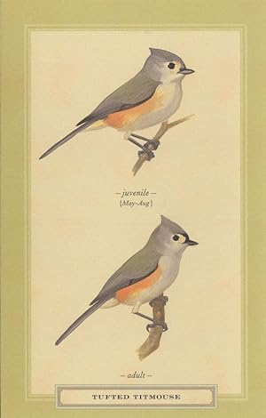 Tufted Titmouse Juvenile & Adult Bird Stunning Postcard