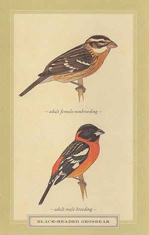 Baltimore Oriole Adult Male & 1st Year Drab Female Bird Postcard