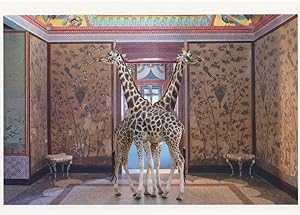 Symmetrical Giraffe as Animal Siamese Twins Photo Award Postcard