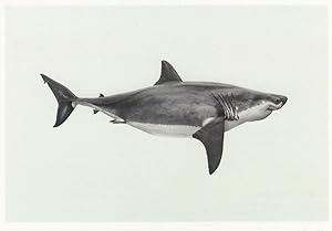 Thomas Brasey Shark Photo Award London Photography Postcard