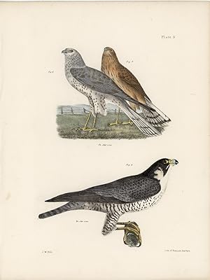 SIX SHEETS - Zoology of New York - Birds)