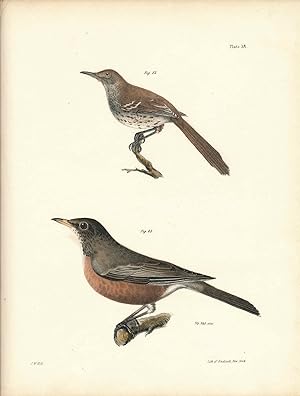 Bird print - Plate 38 from Zoology of New York, or the New-York Fauna. Part II Birds. (Robin and ...