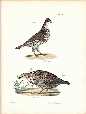 Bird print - Plate 77 from Zoology of New York, or the New-York Fauna. Part II Birds. (Partridge ...