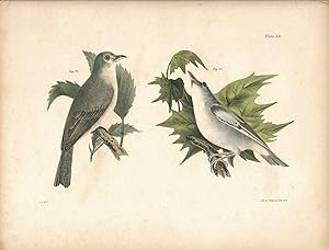 Bird print - Plate 34 from Zoology of New York, or the New-York Fauna. Part II Birds. (Greenlets)
