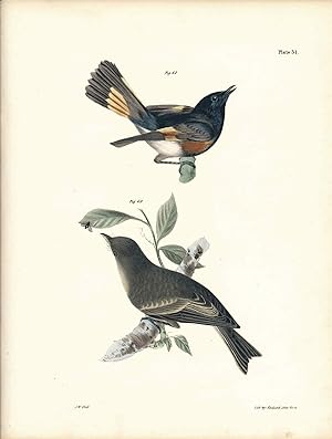Bird print - Plate 31 from Zoology of New York, or the New-York Fauna. Part II Birds. (Redstart a...