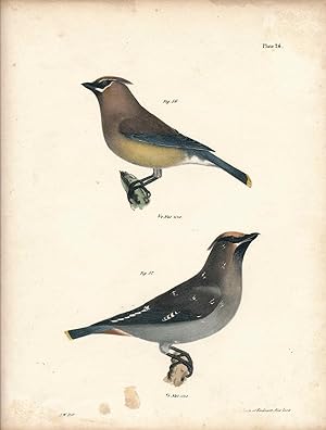 Bird print - Plate 111 from Zoology of New York, or the New-York Fauna. Part II Birds. (Waxwings)