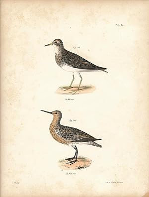 Bird print - Plate 85 from Zoology of New York, or the New-York Fauna. Part II Birds. (Sandpipers)