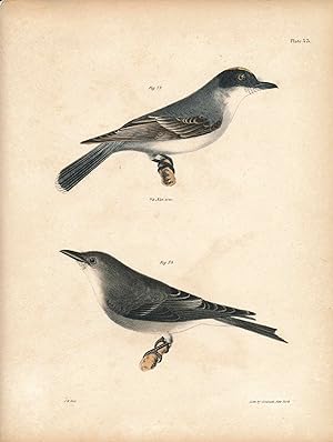 Bird print - Plate 33 from Zoology of New York, or the New-York Fauna. Part II Birds