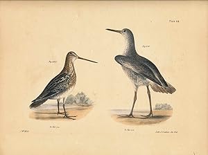 Bird print - Plate 93 from Zoology of New York, or the New-York Fauna. Part II Birds. (Shore Bird...