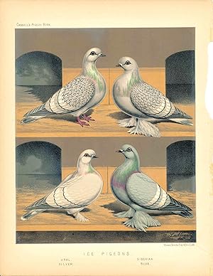 Cassell's Pigeon Book - "Ice Pigeons: Ural, Silver, Siberian, Blue" Pigeons