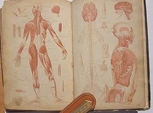 Structure de la physiologie de l'homme, démontrées à l'aide de figures coloriées, découpées et su...