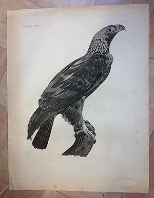 Zoologie, Oiseaux. Pl 12. L'Aigle De Thèbes. Description De l'Egypte, Histoire Naturelle.