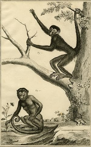 Antique Print-SAJOU-RED FACED SPIDER MONKEY-Martinet-Diderot-1751