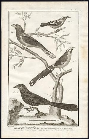 Antique Print-BARBET-BLUE CUCKOO-TROGON-RAZORBILLED BLACKBIRD-Diderot-1751