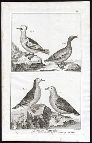 Antique Print-SMEW-WIDGEON-PETREL-SHEARWATER-Martinet-Diderot-1751