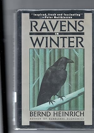 Ravens In Winter