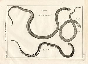 Antique Print-BLACK HEADED SNAKES-COBEL-Panckoucke-1789