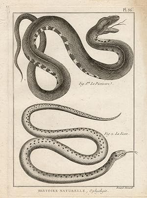 Antique Print-SMOOTH SNAKE-SNAKES-Panckoucke-1789