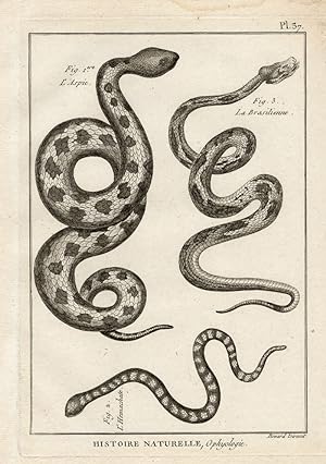 Antique Print-ASP-RINKHALS SNAKE-VIPER-Panckoucke-1789