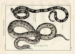 Antique Print-RAT SNAKE-GOAT SNAKE-Panckoucke-1789