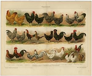 Antique Prints-CHICKEN-ROOSTER-BREEDS-Meyers-1895