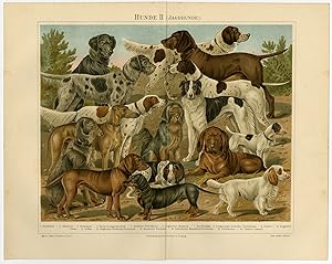 Antique Print-HUNTING-DOG-BREEDS-RETRIEVER-CLUMBER SPANIEL-GREYHOUND-Meyers-1893