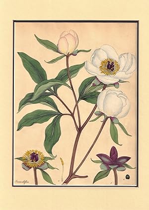 Paeonia Albiflora -- Plate LXIV of The botanist's repository, for new and rare plants: containing...