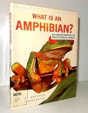 What Is an Amphibian?