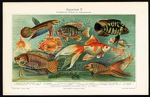 Antique Print-TROPICAL FISH-AQUARIUM-Meyers-1895